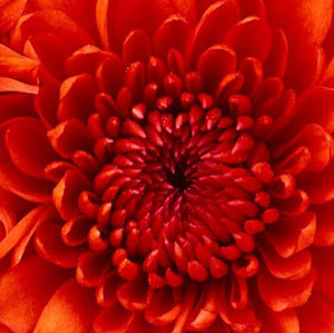 Meet your Posher, Rhonda